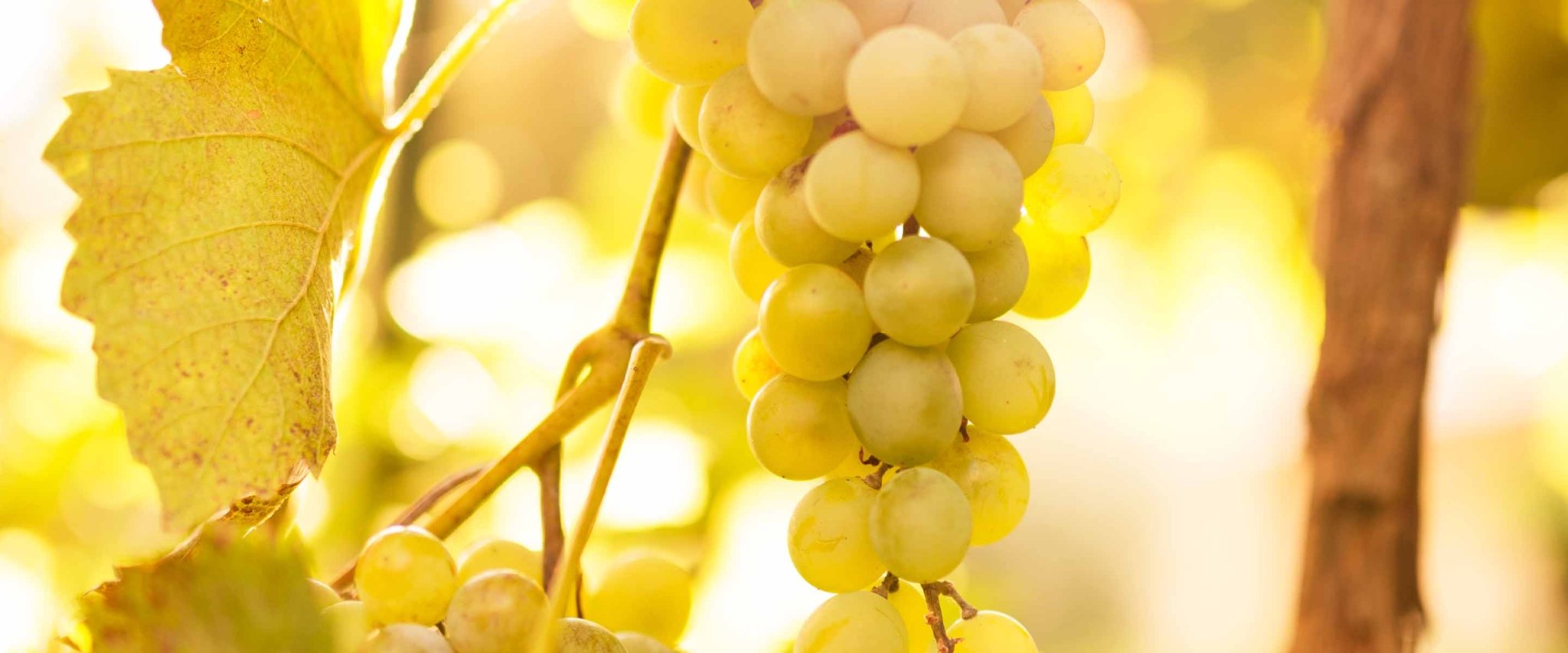 Savons liquides au Raisin - Panier des Sens