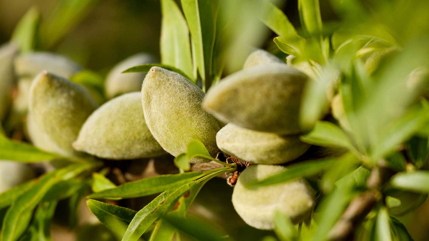 Soins du corps Amande - Panier des Sens