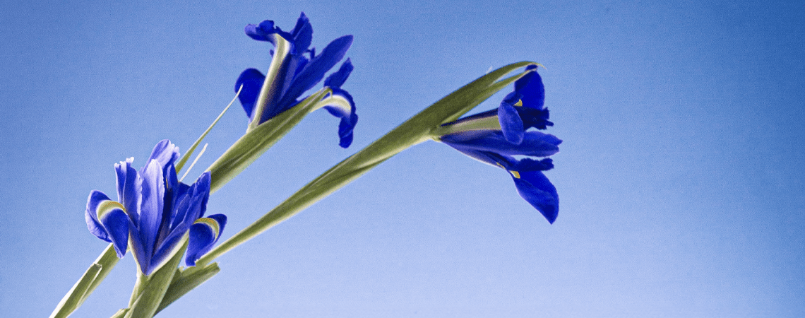 Soins du corps Pétales d'Iris - Panier des Sens