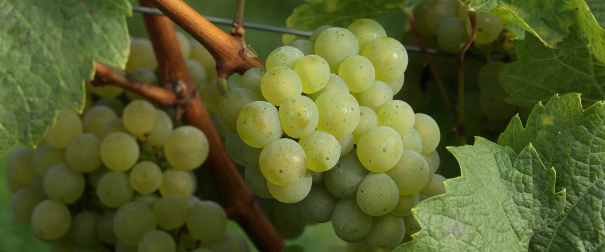Soins du corps Raisin - Panier des Sens